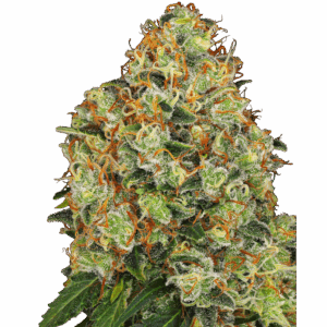 Sweet Tangerine Tango Auto