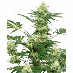 White Cheese Fem