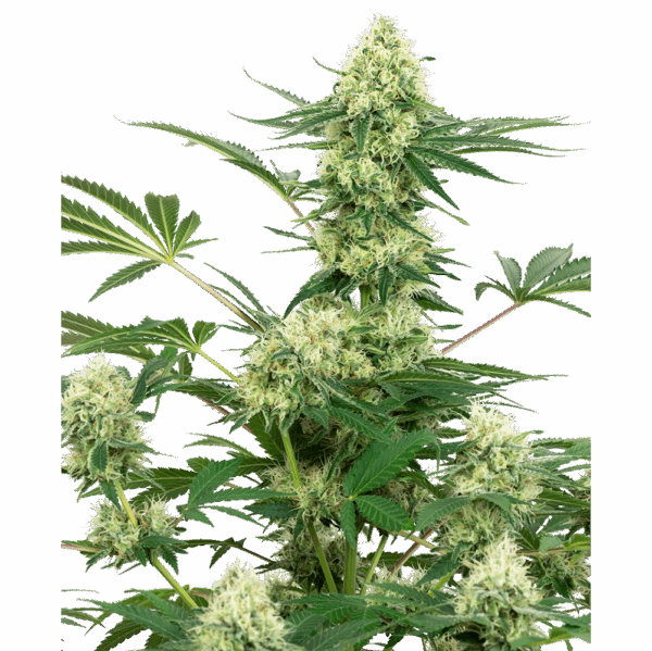 White Cheese Fem