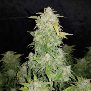 Amnesia Auto