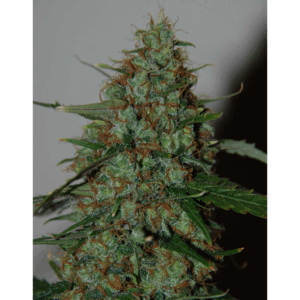Wild Thailand Ryder Auto