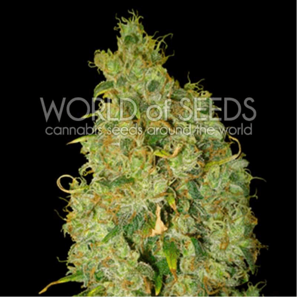 Northern Light X Skunk Fem