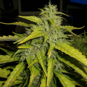 Northern Light X Big Bud Fem