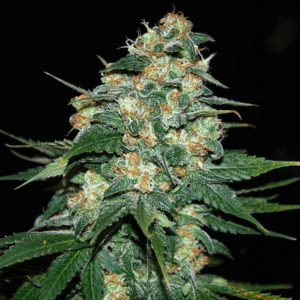 Skunk 47 Fem