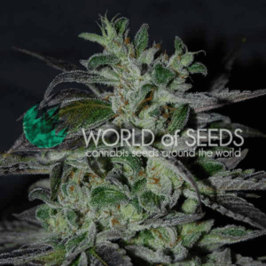 Strawberry Blue Early Harvest Fem