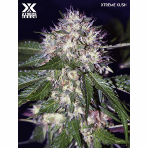 Xtreme Kush Fem