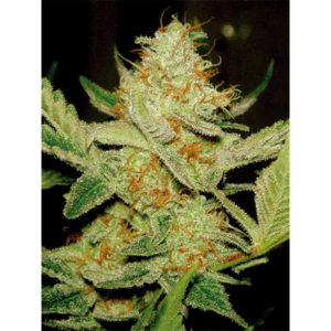 Northern Lights Auto