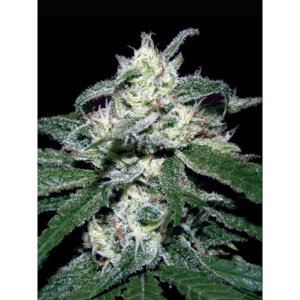 South Mountain Cheese