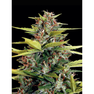 South Mountain Golden Fem